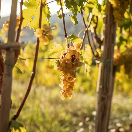 Per Caso Carignano (Tuscany)