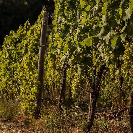 Per Caso Bauernhof Carignano (Tuscany)