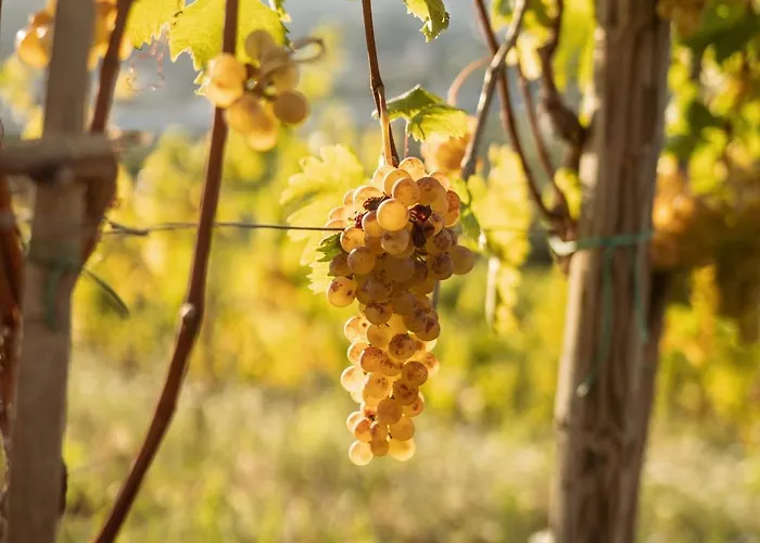 Per Caso Carignano (Tuscany)