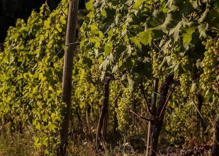 Per Caso Agroturismo Carignano (Tuscany)