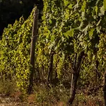 Per Caso 农家乐 Carignano (Tuscany)