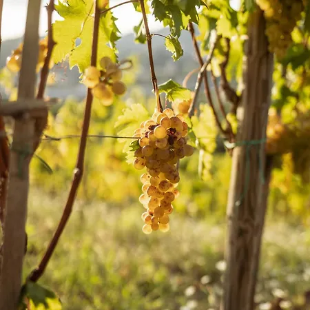 Per Caso * Carignano (Tuscany)